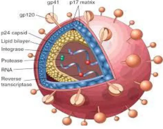 Gambar 2.1. Struktur HIV-1 Virion (Robbins dan Cotran, 2010) 