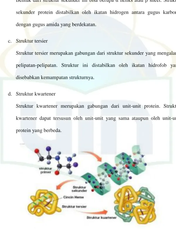 Gambar 3. Struktur primer, sekunder, tersier, dan kwartener protein 