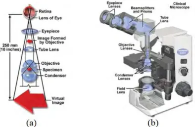 Gambar 2.6 Bright field microscope: (a) Prinsip kerja bright field microscope,  (b) Irisan bright field microscope