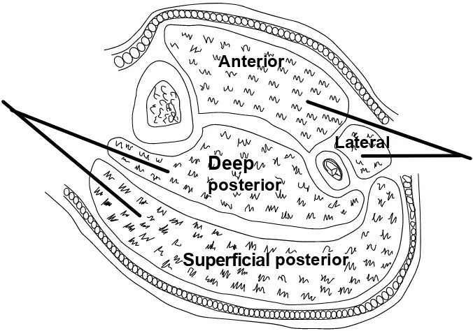 Fig. (3). The compartments of the leg. 
