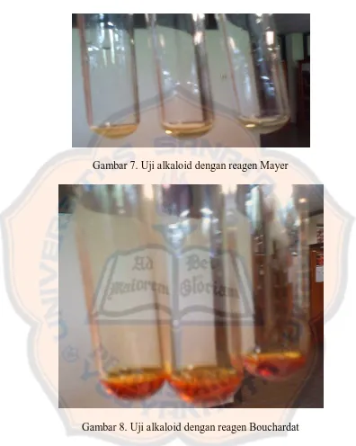 Gambar 7. Uji alkaloid dengan reagen Mayer 