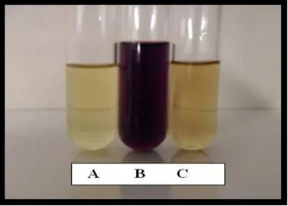 Gambar 3. Pengujian senyawa fenolik Ciocalteu, C = asam galat + reagen fenol Folin-Ciocalteu, B = larutan uji + reagen fenol Folin-Keterangan: A = blanko reagen fenol Folin-menggunakan reaksi fenol Folin-Ciocalteu