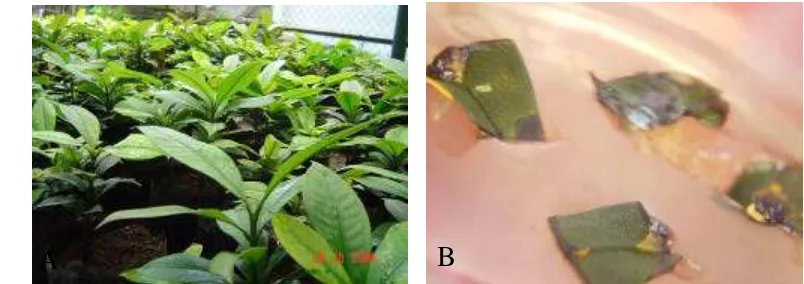 Gambar 7.  Bahan tanaman untuk organogenesis langsung.  Bibit manggis (A),  Ekslan daun dalam posisi abaksial (B) 