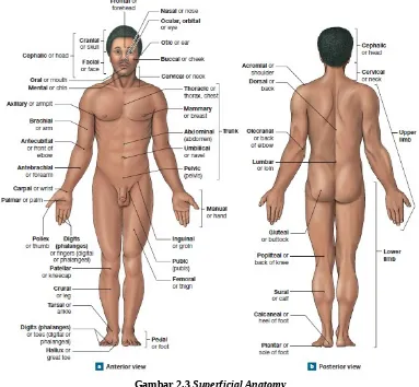 Gambar 2.3 Superficial Anatomy