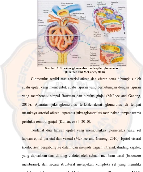 Gambar 3. Struktur glomerulus dan kapiler glomerular (Huether and McCance, 2008) 