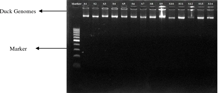 Figure 1. Duck genomic extraction in agarose gel 0.8% 