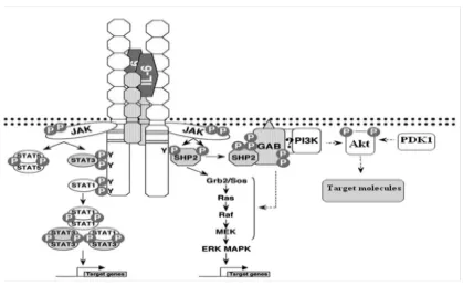Gambar 4. Interleukin-6 merupakan sitokin yang mengawali respon seluler fisiologis secara luas yang berperan dalam proses inflamasi.26 