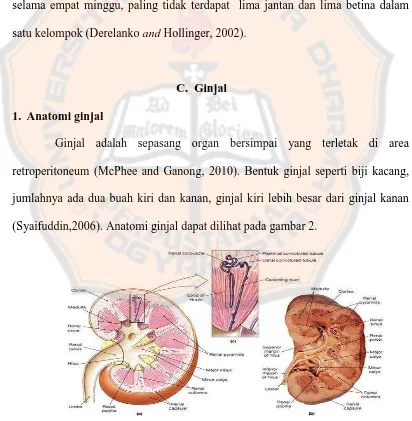 Gambar 2. Anatomi Ginjal (BaileyBio.com, 2008) 