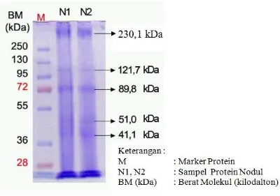 Tabel 1.   Hasil Penentuan KelulushidupanIkan Koi Yang Dipapar  Protein                              Spora Setelah 14  Hari Pemeliharaan 