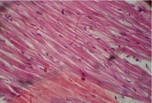 Gambar 3. paparan arus listrik secara langsung, pengecatan hematoksilin-eosin, perbesaran  Gambaran mikroskopis otot jantung tikus Wistar setelah diberi 400x (Pudjiastuti, 2009)