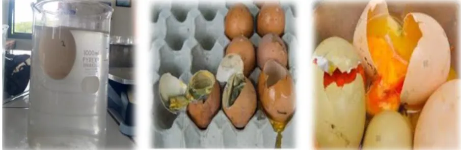 Gambar 2. Gambar kerusakan telur 