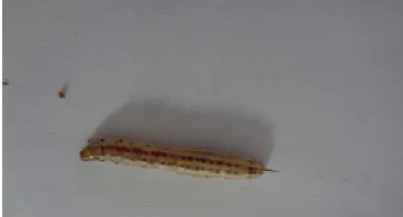 Gambar 1. Telur C. Sacchariphagus 
