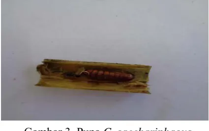 Gambar 3. Pupa C. sacchariphagus 