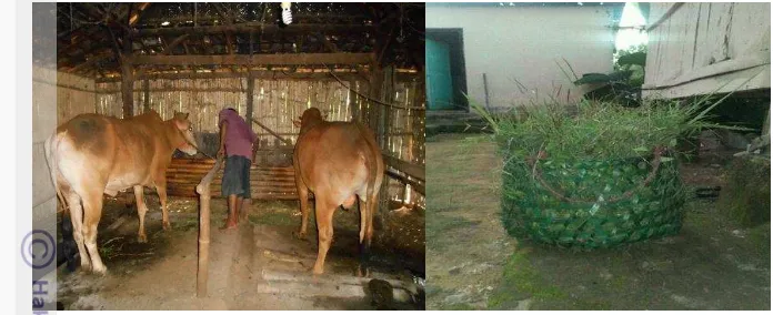 Gambar 5 Tempat pakan  didepan sapi (kiri)  Rumput lapang (kanan) 
