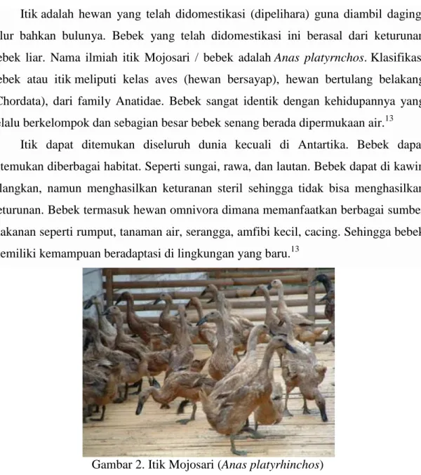 Gambar 2. Itik Mojosari (Anas platyrhinchos) 