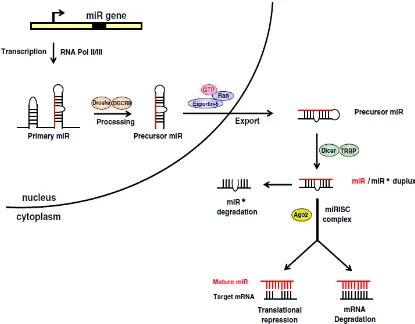Gambar 2.3 Jalur biogenesis miRNA (Sumber: Chen L.J., et.al., 2012) 
