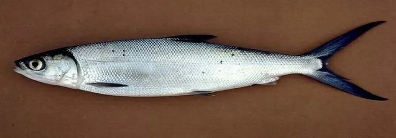 Gambar 6. Ikan Bandeng 