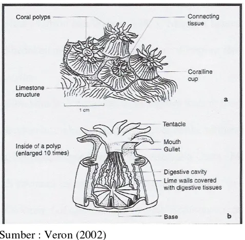 Gambar 1. Anatomi hewan karang (sumber : Veron, 2002) 