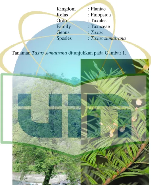 Gambar 1. Pohon Taxus sumatrana (Mingiweng, 2009) 
