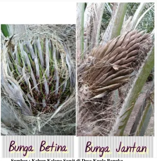 Gambar 2.4 Bunga Betina dan Bunga Jantan 