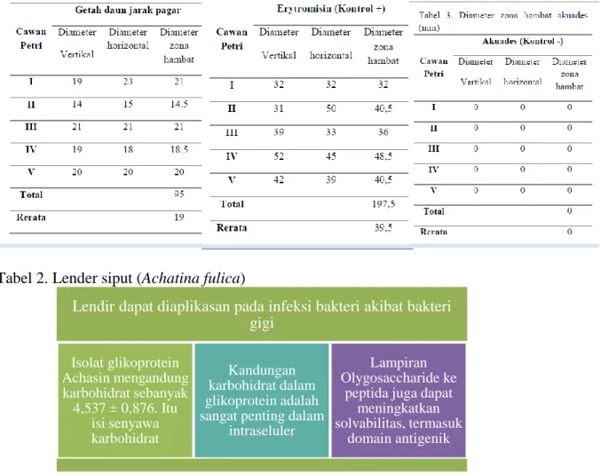 Tabel 2. Lender siput (Achatina fulica) 