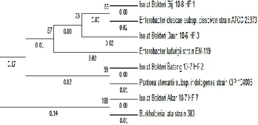 Gambar 3. Pohon filogeni kelompok isolat bakteri penghasil fitase dengan metode neighbor-joining berdasarkan hasil  analisis 16S-rRNA