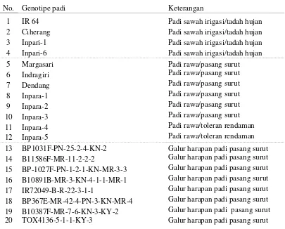 Tabel 4.1.  Genotipe padi yang digunakan dalam penelitian 
