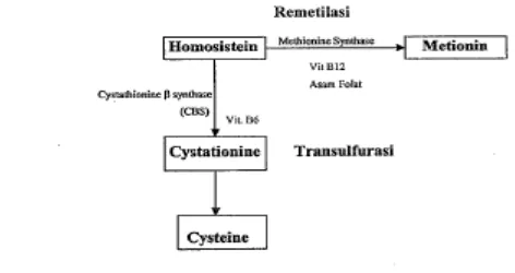 Gambar 2. Dua jalur metabolisme homosistein