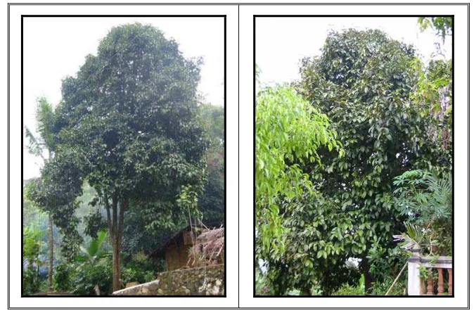 Gambar 1 Pohon manggis yang tumbuh di sekitar pemukiman penduduk.  
