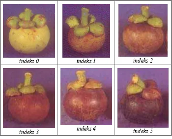 Gambar 4 bentuk fisik buah manggis menurut indeks kematangan berdasarkan indeks warna kulit buah