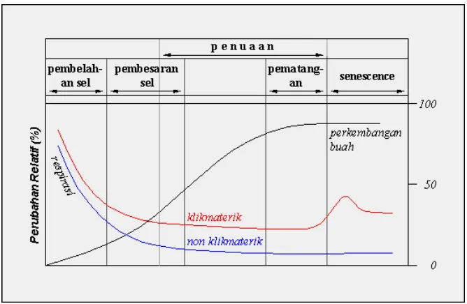 Gambar 5 Perkembangan pertumbuhan dan pola laju respirasi buah (Kays,1991). 