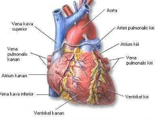 Gambar 1.5 Sistem organ pencernaan Sumber http://biologi.com 