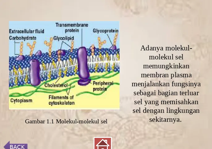 Gambar 1.1 Molekul-molekul sel 