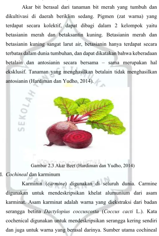 Gambar 2.3 Akar Beet (Hardiman dan Yudho, 2014)  d.  Cochineal dan karminum 