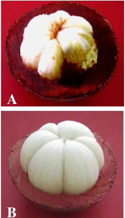 Gambar 7. Buah yang arilnya tercemar getah kuning (A) dan buah yang arilnya   bebas dari cemaran getah kuning (B) 