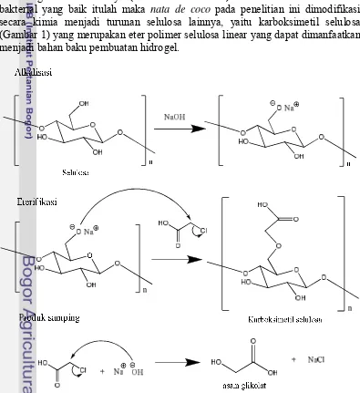 Gambar 1  Mekanisme reaksi karboksimetilasi selulosa 