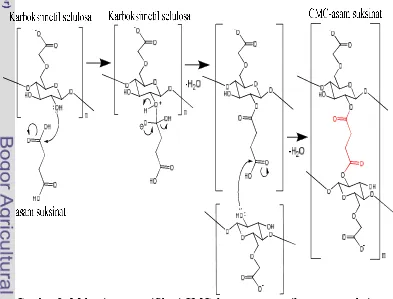 Gambar 2  Mekanisme esterifikasi CMC dengan penaut silang asam suksinat 