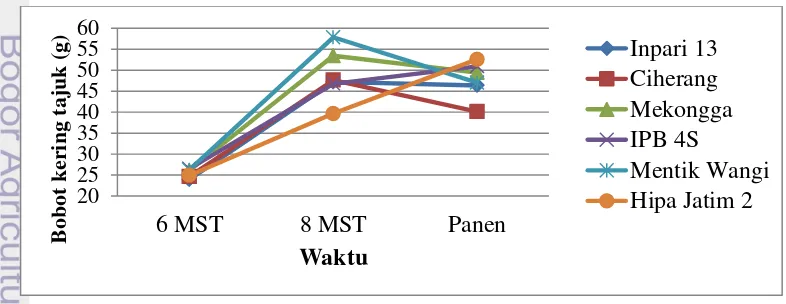 Gambar 4 Grafik rata-rata biomassa tajuk padi pada 6 MST, 8 MST dan Panen 