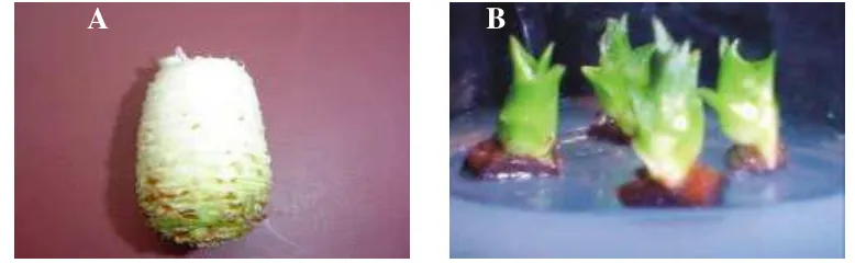 Gambar 4     Bahan tanam mahkota buah nenas (A) dan tunas dalam media inisiasi (MS0) umur 4 MST (B) 