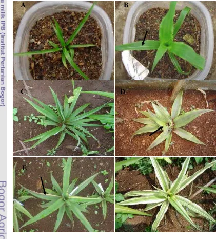 Gambar 10  Variasi tanaman kerdil (A), tanaman variegata (B) pada saat aklimatisasi, tanaman kerdil (C), tanaman roset (D), tanaman sebagian berdaun variegata (E), tanaman seluruh daun variegata (F) pada saat di lapangan  