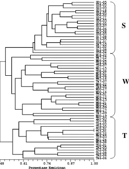 Gambar 4.2. Dendrogram kemiripan genetika jati tanaman semai hasil analisis kluster dengan metode pengelompokan UPGMA berdasarkan 10 primer mikrosatelit hasil amplifikasi