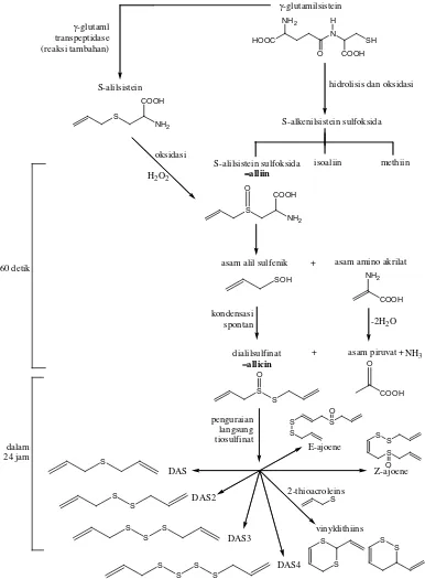Gambar 2.2 Perubahan senyawa kimia bawang putih (Amagase, et al., 2001) 