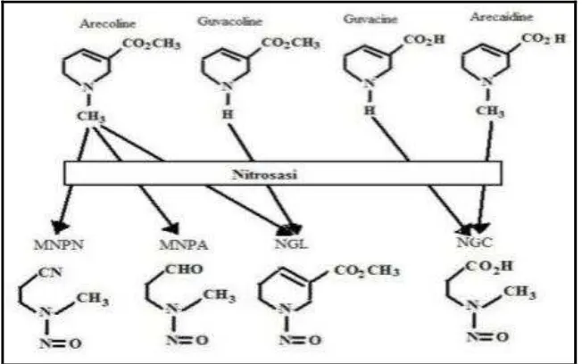 Gambar 4. Mekanisme terbentuknya beberapa jenis nitrosamine dari buah        pinang6,7-8  