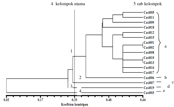 Tabel 14 Kelompok aksesi yang terbentuk berdasarkan dendogram morfologi