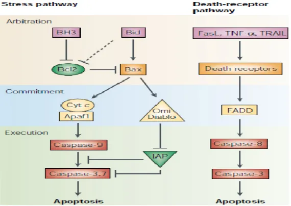 Gambar 2.3. Apoptosis jalur Intrinsik dan Ekstrinsik25 