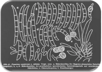 Gambar 1.Gambar mikroskopis F. oxysporum f.sp.cubens Sumber: Ploetz (1994) 