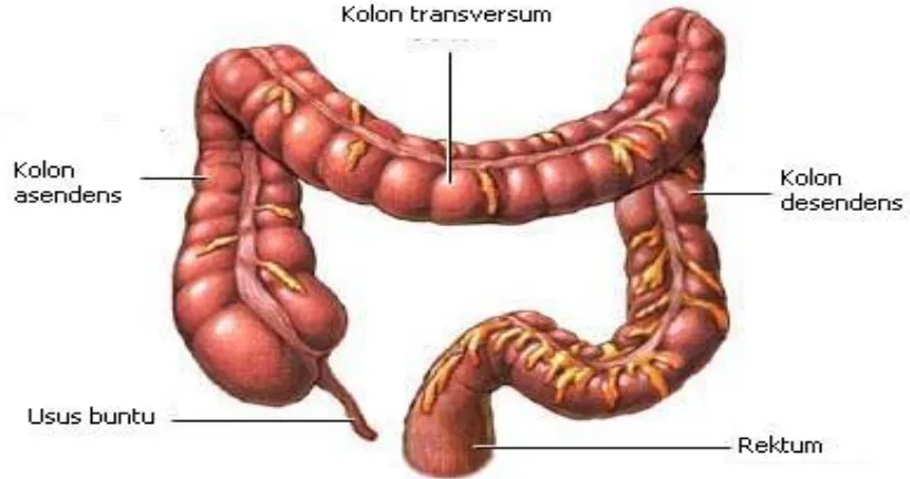 Gambar. 2.1 Anatomi kolon 