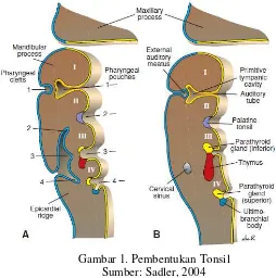 Gambar 1. Pembentukan Tonsil 