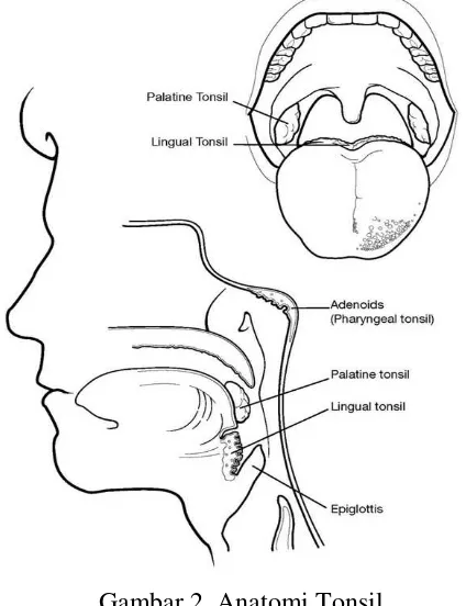 Gambar 2. Anatomi Tonsil 