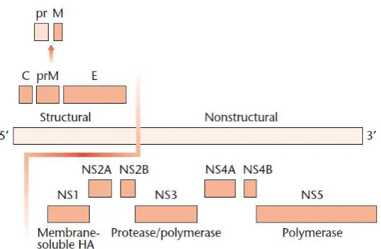 Gambar 2.4 Genom dan susunan gen Flavivirus  (Gubler, D.J., 2001) 
